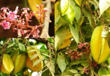 ជំនឿទាក់ទងជាមួយដើមស្ពឺ