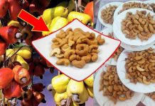 កម្ពុជាអាចផលិតស្វាយចន្ទីបាន១លានតោនរកចំណូលជាតិបានរាប់ពាន់លានដុល្លារ