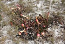 រុក្ខជាតិ៖ បំពង់ស្រមោច NEPENTHES(Nepenthaceae)