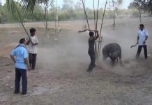 ជំនឿកាប់ក្របីរបស់ជនជាតិភាគតិចយកក្បាលថ្វាយអារក្សសុំសេចក្តីសុខនៅ…