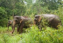 កម្ពុជាជា ជម្រកចម្បងនៃដំរីអាស៊ីនៅឥណ្ឌូចិន