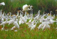 រកឃើញសត្វស្លាបចំនួន៤០ប្រភេទចំនួន ៣៣១៤ក្បាលនៅតំបន់ការពារទេសភាពបឹងព្រែកល្ពៅ