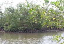 រដ្ឋមន្ត្រីក្រសួងកសិកម្ម ស្នើអភិបាលខេត្តជាប់មាត់សមុទ្រជួយជំរុញការគ្រប់គ្រង ថែរក្សានិងការពារព្រៃកោងកាង